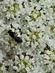 Hylaeus modestus