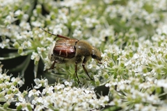 Trichiotinus piger