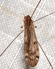 Neolimonia rara