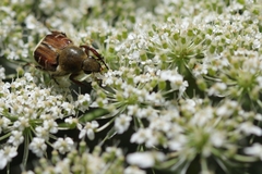 Trichiotinus piger