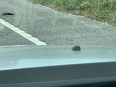 Malaclemys terrapin centrata