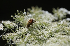 Trichiotinus piger