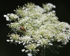 Trichiotinus piger