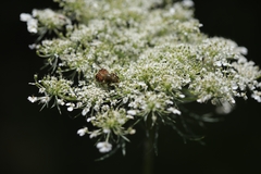 Trichiotinus piger