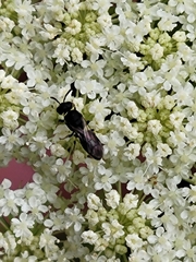Hylaeus modestus
