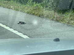 Malaclemys terrapin centrata