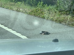 Malaclemys terrapin centrata