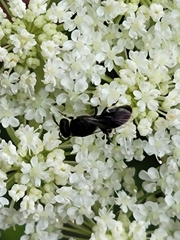 Hylaeus modestus