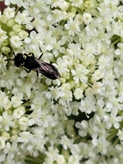 Hylaeus modestus