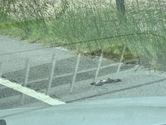 Malaclemys terrapin centrata