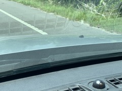 Malaclemys terrapin centrata