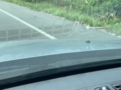 Malaclemys terrapin centrata