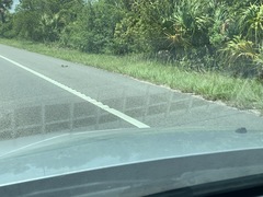 Malaclemys terrapin centrata