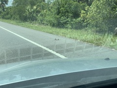 Malaclemys terrapin centrata