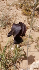 Iris nigricans