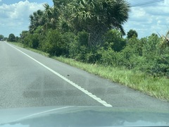 Malaclemys terrapin centrata