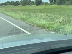 Malaclemys terrapin centrata