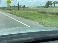 Malaclemys terrapin centrata