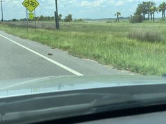 Malaclemys terrapin centrata