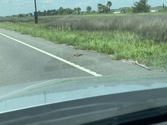 Malaclemys terrapin centrata