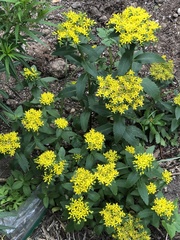 Phedimus kamtschaticus