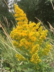 Solidago lepida salebrosa