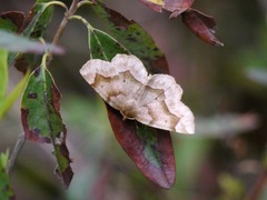 Metarranthis refractaria