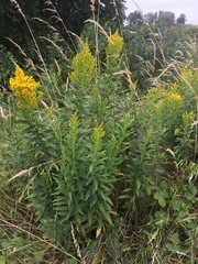 Solidago lepida salebrosa