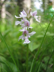 Galearis rotundifolia