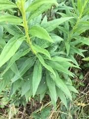 Solidago lepida salebrosa