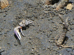 Leptuca terpsichores