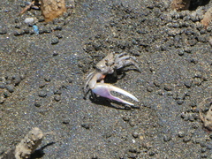 Leptuca terpsichores