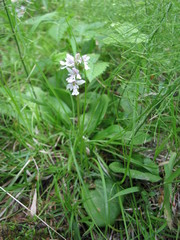 Galearis rotundifolia