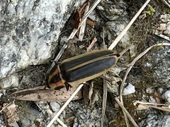 Pyractomena angulata