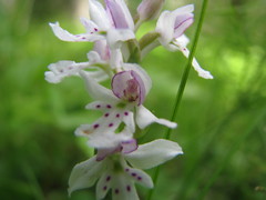 Galearis rotundifolia