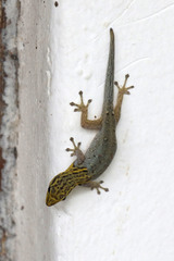 Lygodactylus picturatus