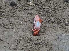 Leptuca stenodactylus