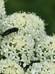 Agrilaxia flavimana