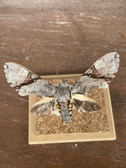 Manduca lefeburii