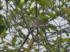 Zonotrichia capensis