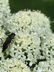 Agrilaxia flavimana
