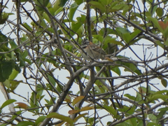 Zonotrichia capensis
