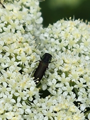 Agrilaxia flavimana