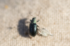 Phyllobius viridicollis