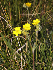Potentilla gracilis elmeri