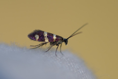Micropterix aureatella