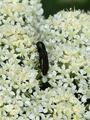Agrilaxia flavimana