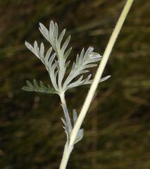 Potentilla gracilis elmeri