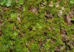 Distichium capillaceum