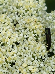 Agrilaxia flavimana